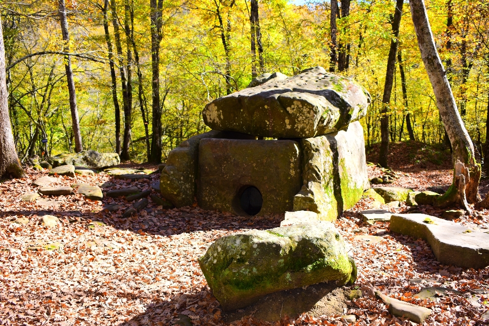 Naturel usine feuille arbre