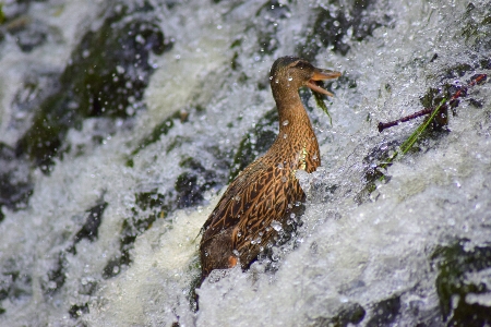 Natural water bird beak Photo