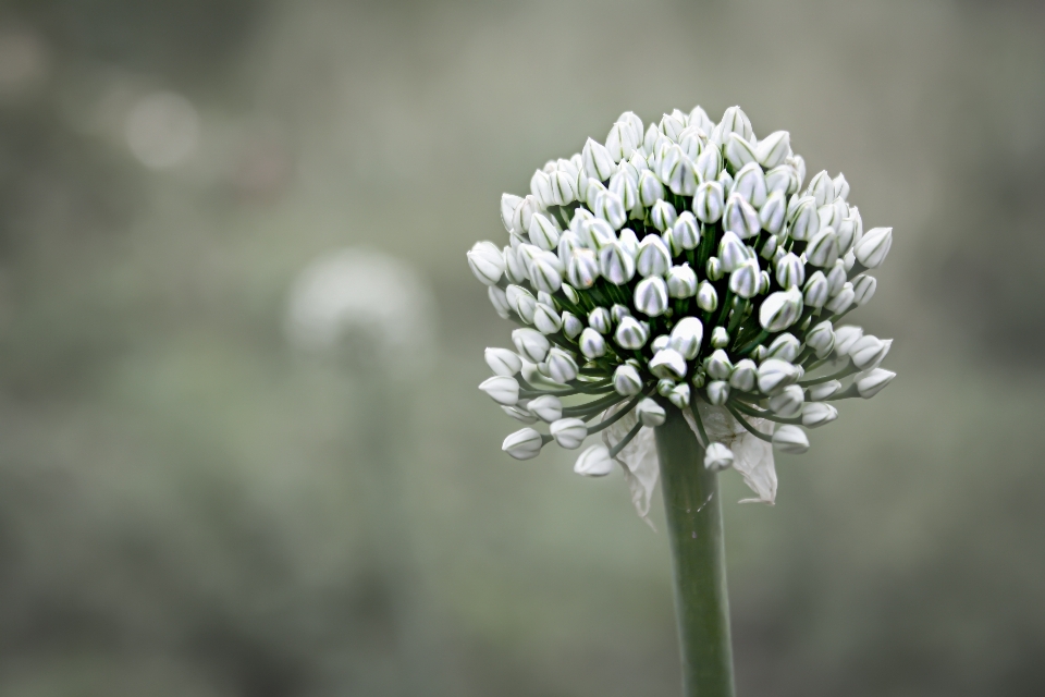 Kwiat rozkwiecony flora ogród