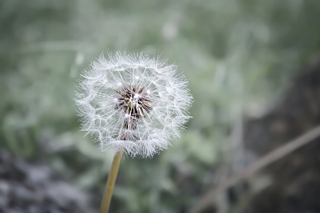 Flower dandelion blooming flora Photo