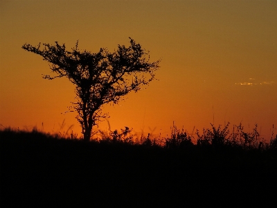 Natural sky plant community Photo