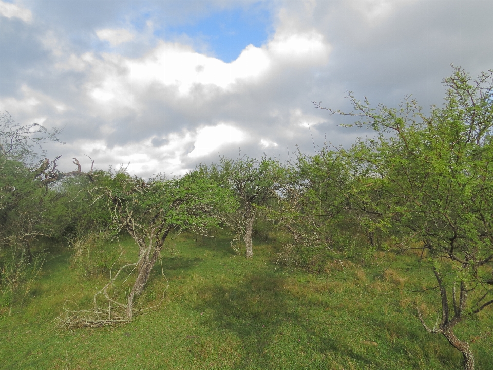 Forest woods woodland savannah