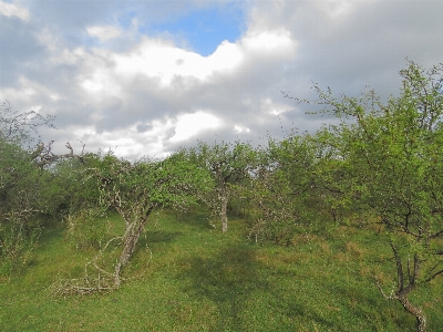 Forest woods woodland savannah Photo