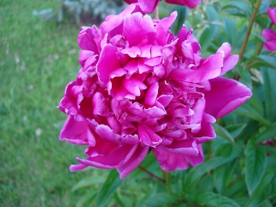 Flower pink peony plant Photo