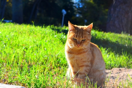 Фото естественный кот растение кошачьих
