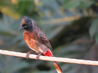 Red bird beak twig Photo