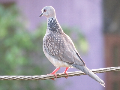 Photo Oiseau nature usine le bec