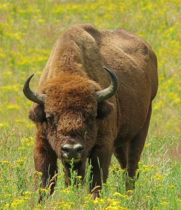 Saggio
 maashorst
 europeo
 bisonte