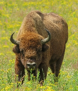 Wisent
 maashorst
 europäisch
 bison Foto