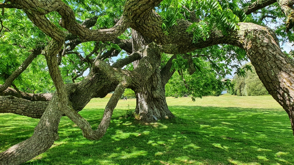 Antico albero noce nera
 verde