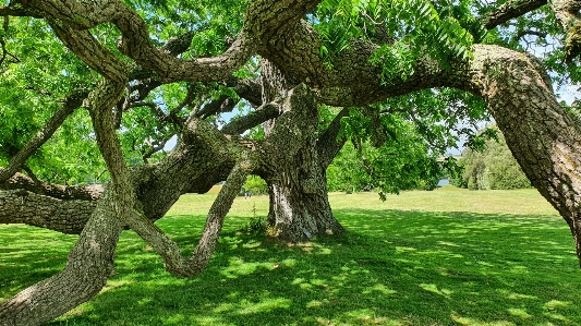 Alt baum schwarze walnuss
 grün Foto