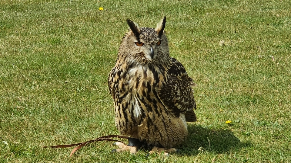 Bird owl eagle beak