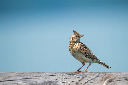 Natural sky bird beak Photo