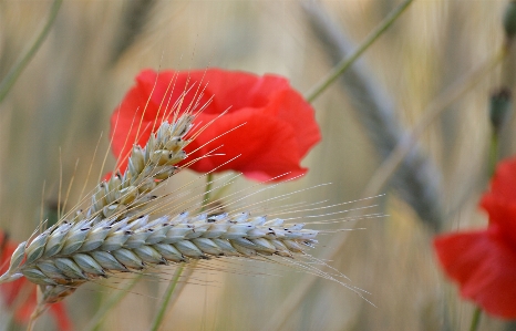 Natural flower plant petal Photo