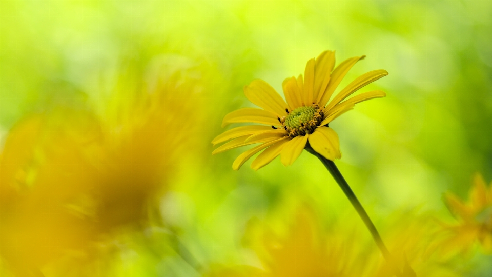 Natural flower plant petal