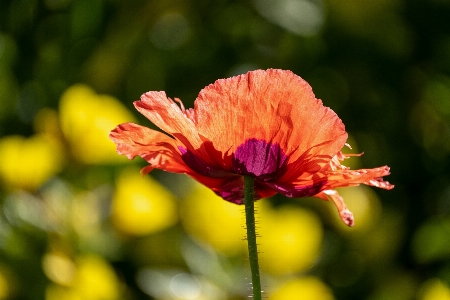 Foto Naturale fiore pianta petalo