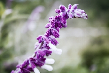 花 公園 咲く 閉じる
 写真