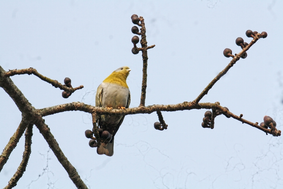 Burung mata warna tagihan