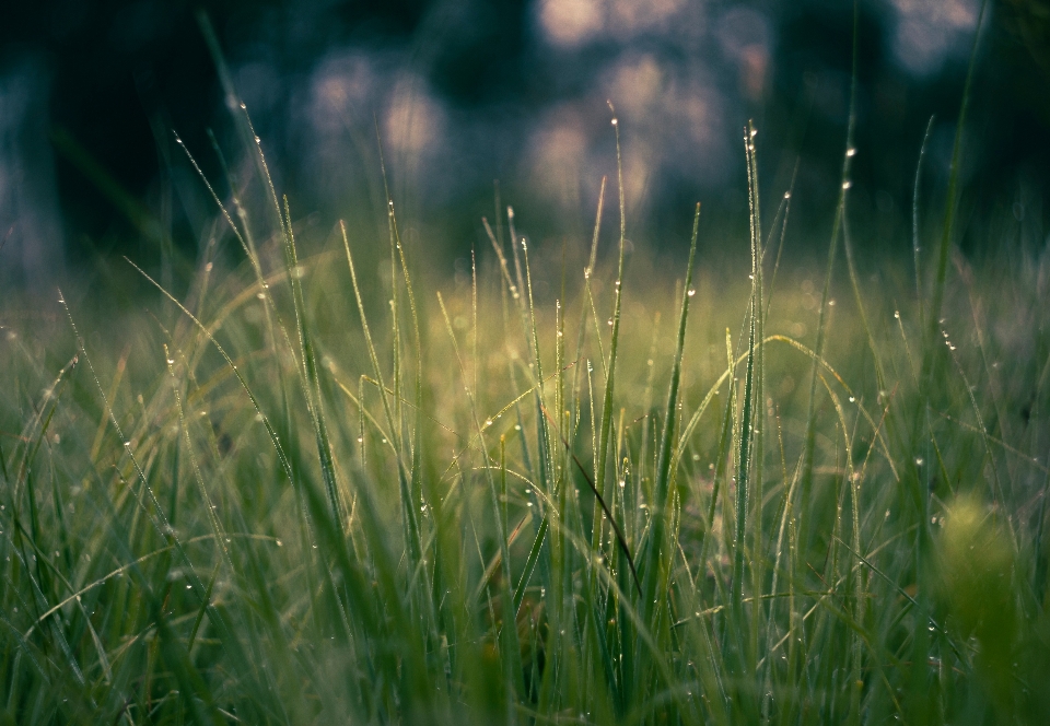 Naturel usine plante terrestre
 herbe