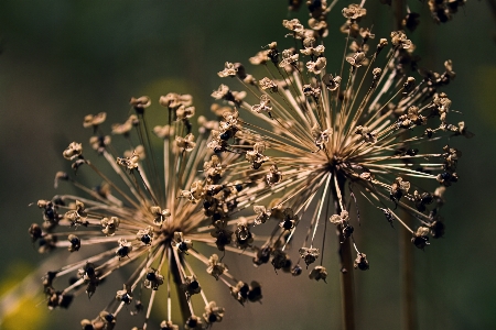 Natural twig terrestrial plant midnight Photo