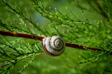 自然 植物 水 目 写真