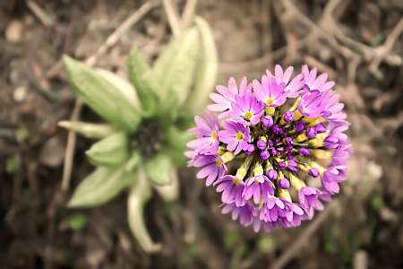 Flora flower plant bloom Photo