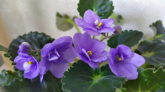 花 植物 紫 花弁 写真