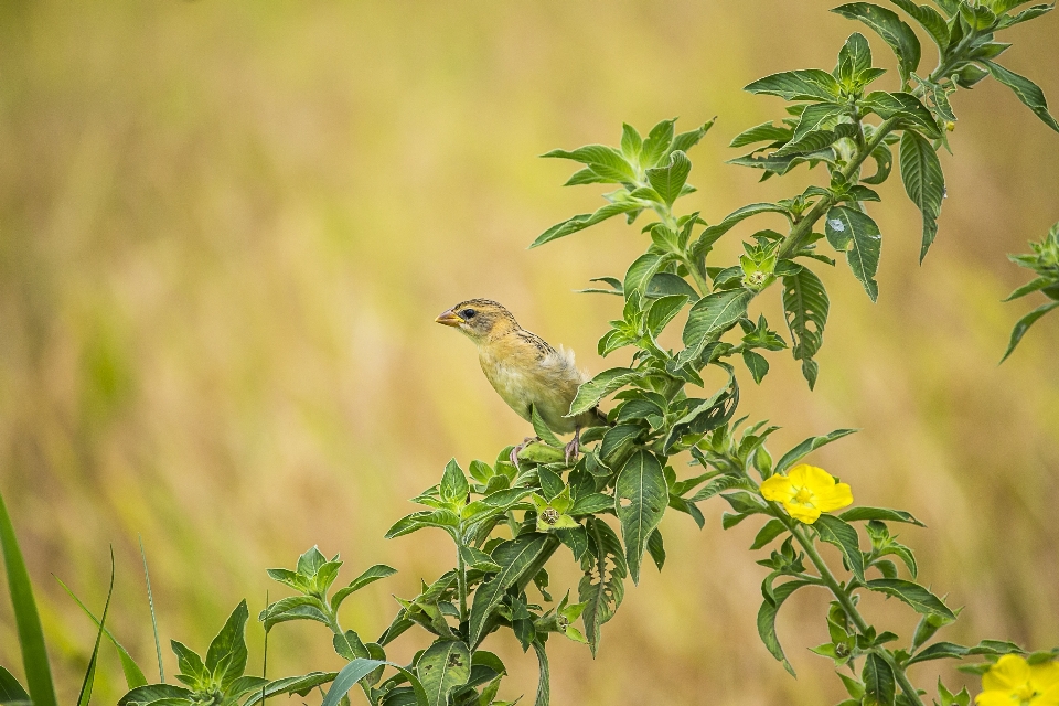 Bird plant beak flower