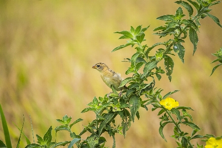 Bird plant beak flower Photo