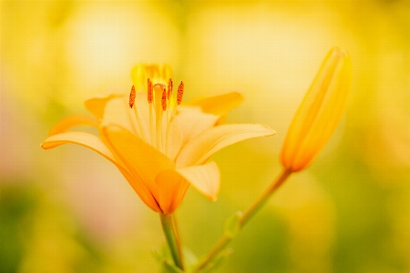 Flower plant orange petal Photo