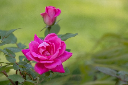 Flower plant petal hybrid tea rose Photo