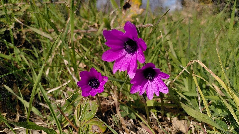 Fleur usine pétale violet