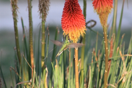 Flower flying bird plant Photo