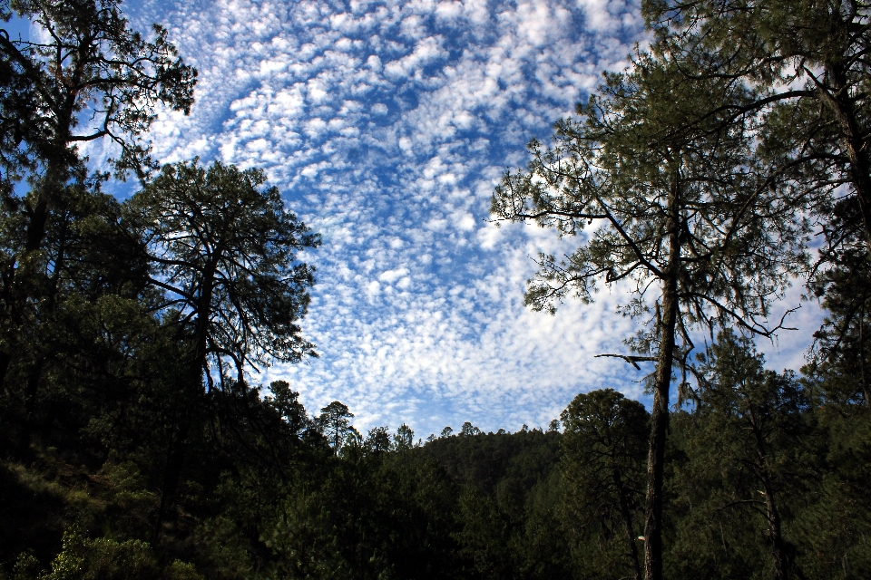 Bäume bewölkter himmel
 himmel wald