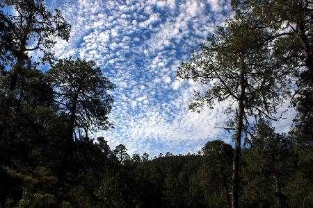 Trees cloudy sky forest Photo