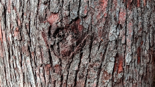 Natural bark tree wood Photo