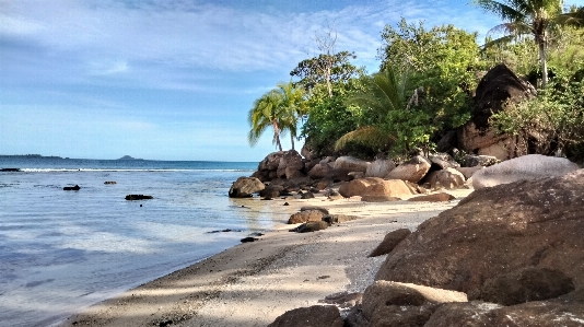 Tropical beach tree travel Photo