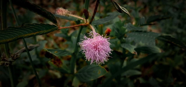 Flower beautiful nature summer Photo