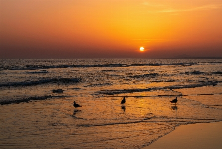 Sunset water sky bird Photo