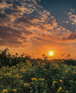 Sunset dunes flower cloud Photo