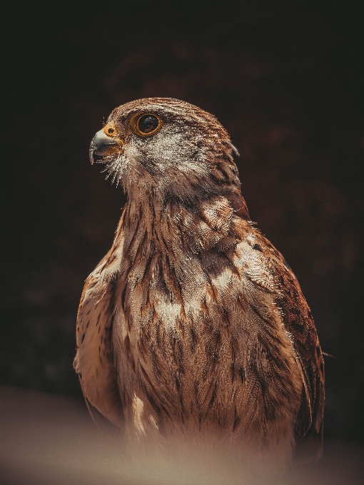 Pájaro cetrería
 falcon pico