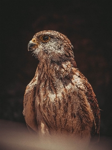 Foto Burung elang
 falcon paruh