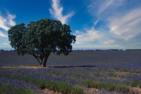 Tree cloud sky plant Photo