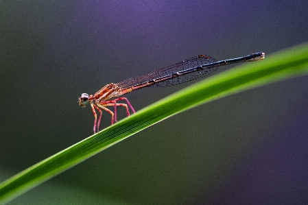 Foto Hewan arthropoda
 serangga tanaman