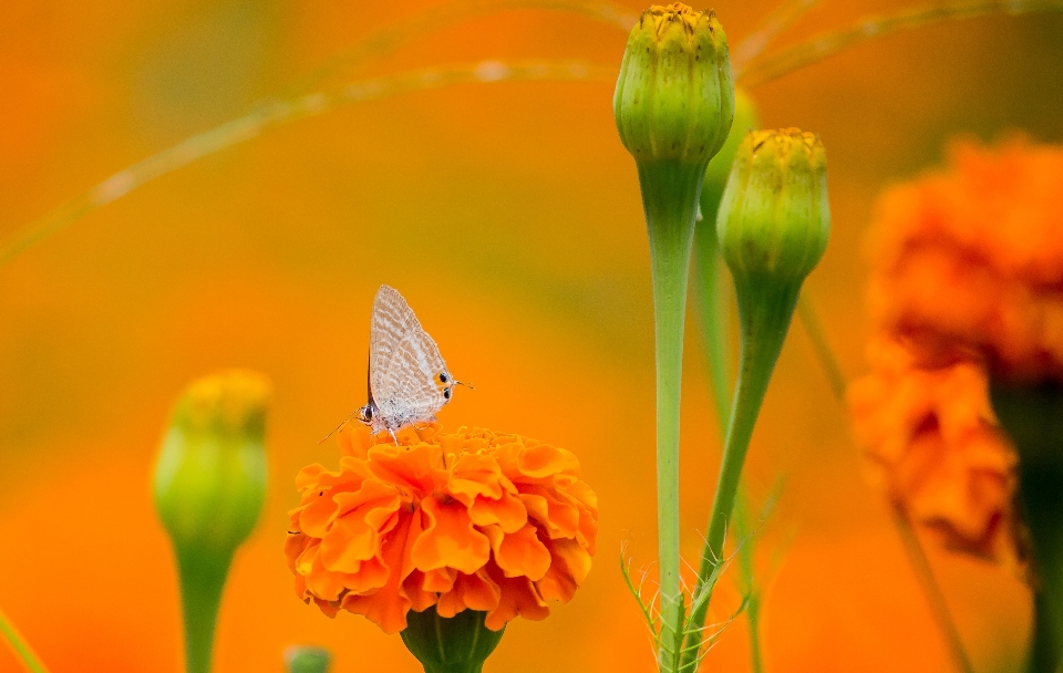 Flower plant pollinator butterfly