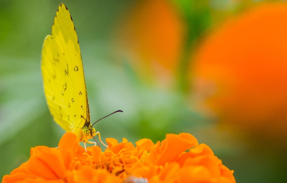 Fiore pianta impollinatore
 insetto