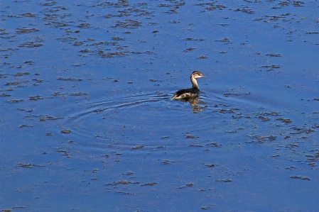 Bird duck water waterfowl Photo