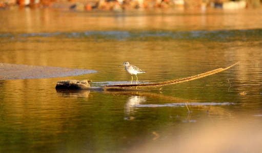 Natural water bird beak Photo