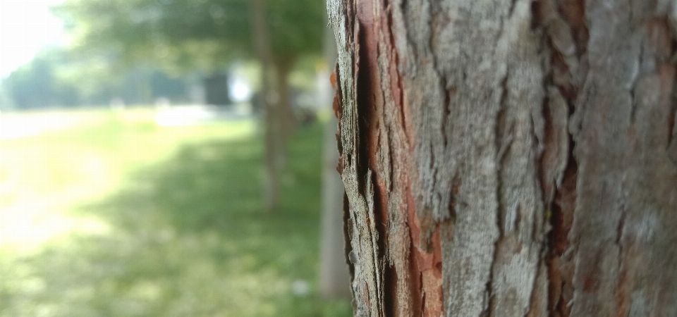 árbol planta madera trompa