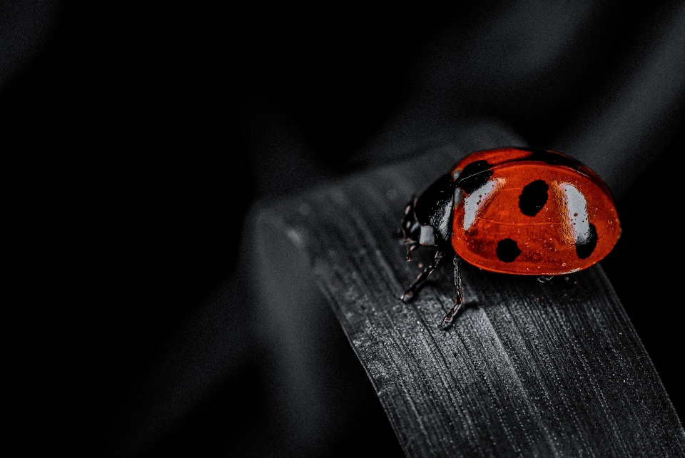 Ladybug insect arthropod beetle